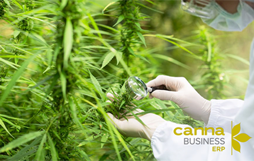 NexTec Group’s CannaBusiness ERP Helps Cultivators Save Money: A Q&A with NexTec’s Dan Wu